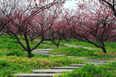 三八节特刊——无限芳菲耀世界，如霞似锦艳家园     世界华人文学中国东北诗社第1284期