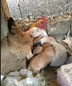 当母鸡的母爱泛滥了管你是狗是猫还是鸭都是我的小宝宝好暖