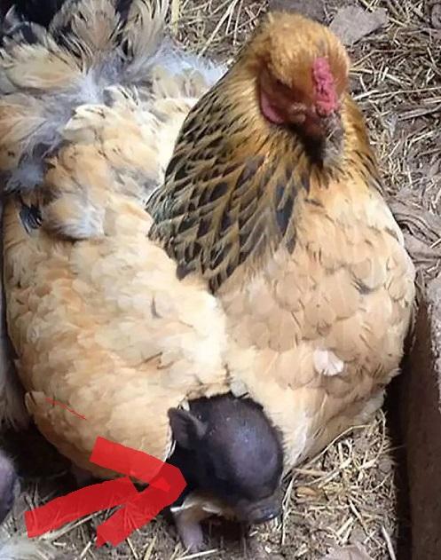 当母鸡的母爱泛滥了,管你是狗是猫还是鸭,都是我的小宝宝,好暖!