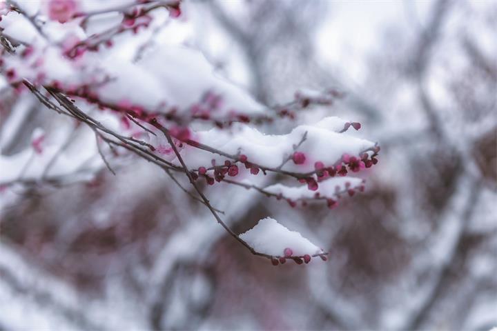 玉雪芬芳时光馨柔