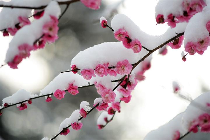 玉雪芬芳,時光馨柔